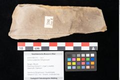 Foto (Objekt + Etikett) von Quercus palaeoilex Ettingshausen (NHMW-GEO-2024-0188-0791)